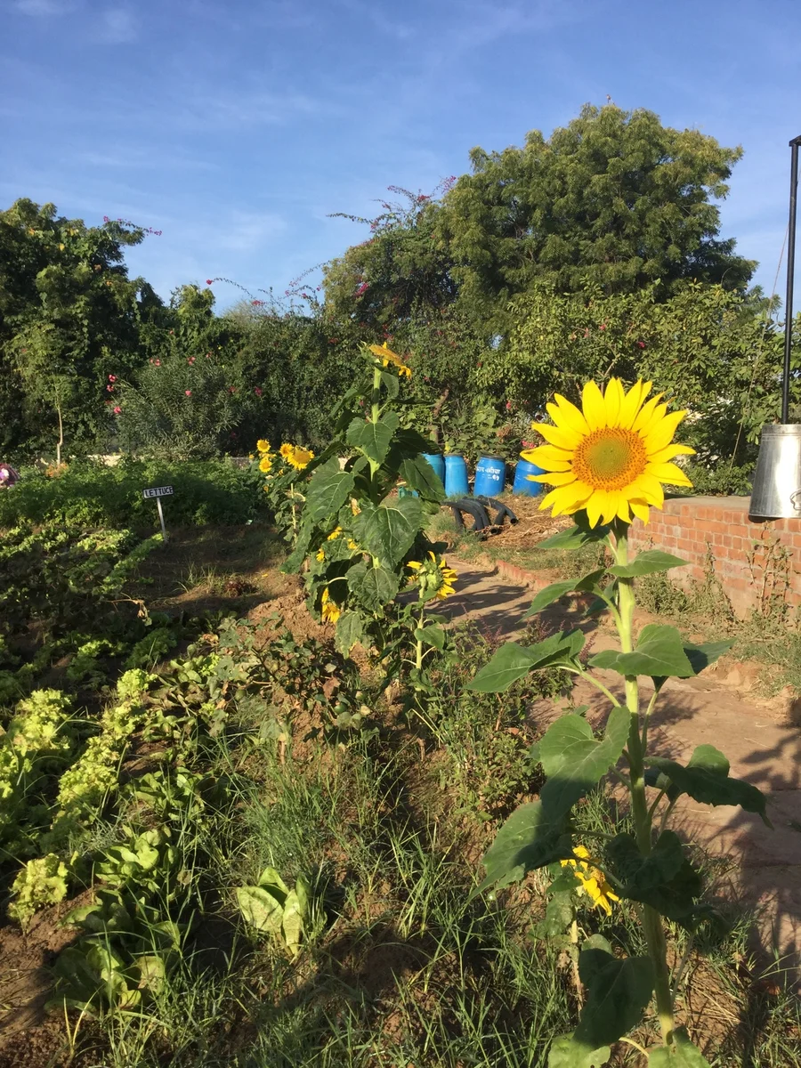 the parrots have been feasting each morning on sunflower seeds 1200